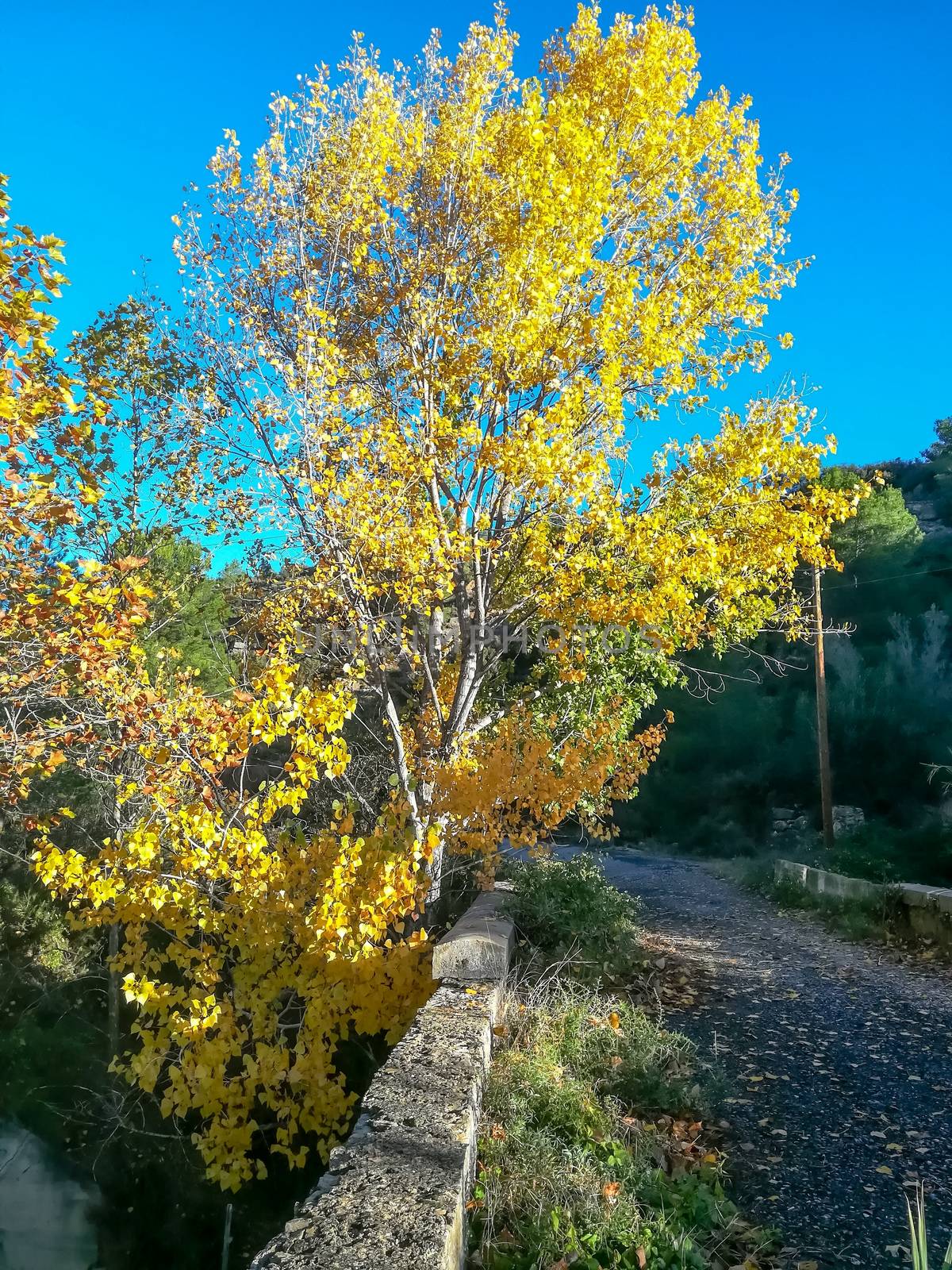 Autumnal landscape with many dry leaves with brown tones