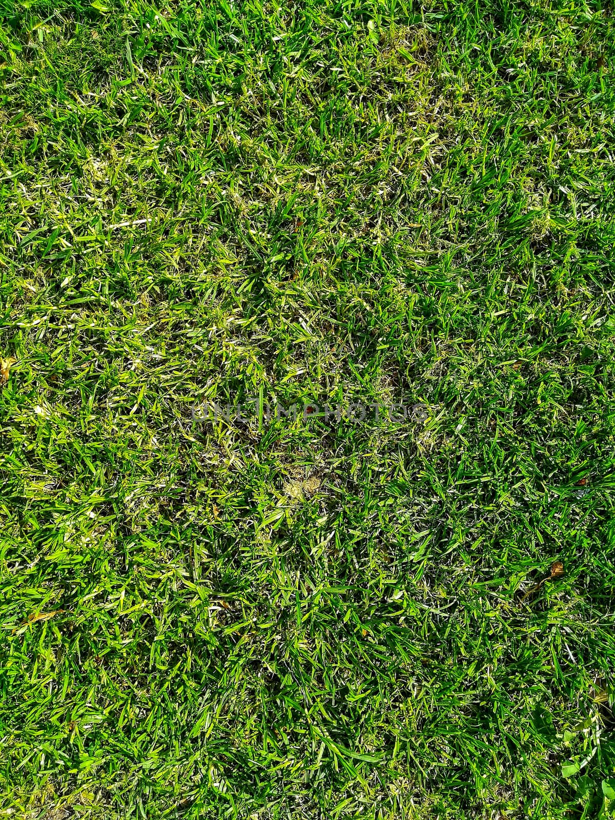 Natural grass background in a park