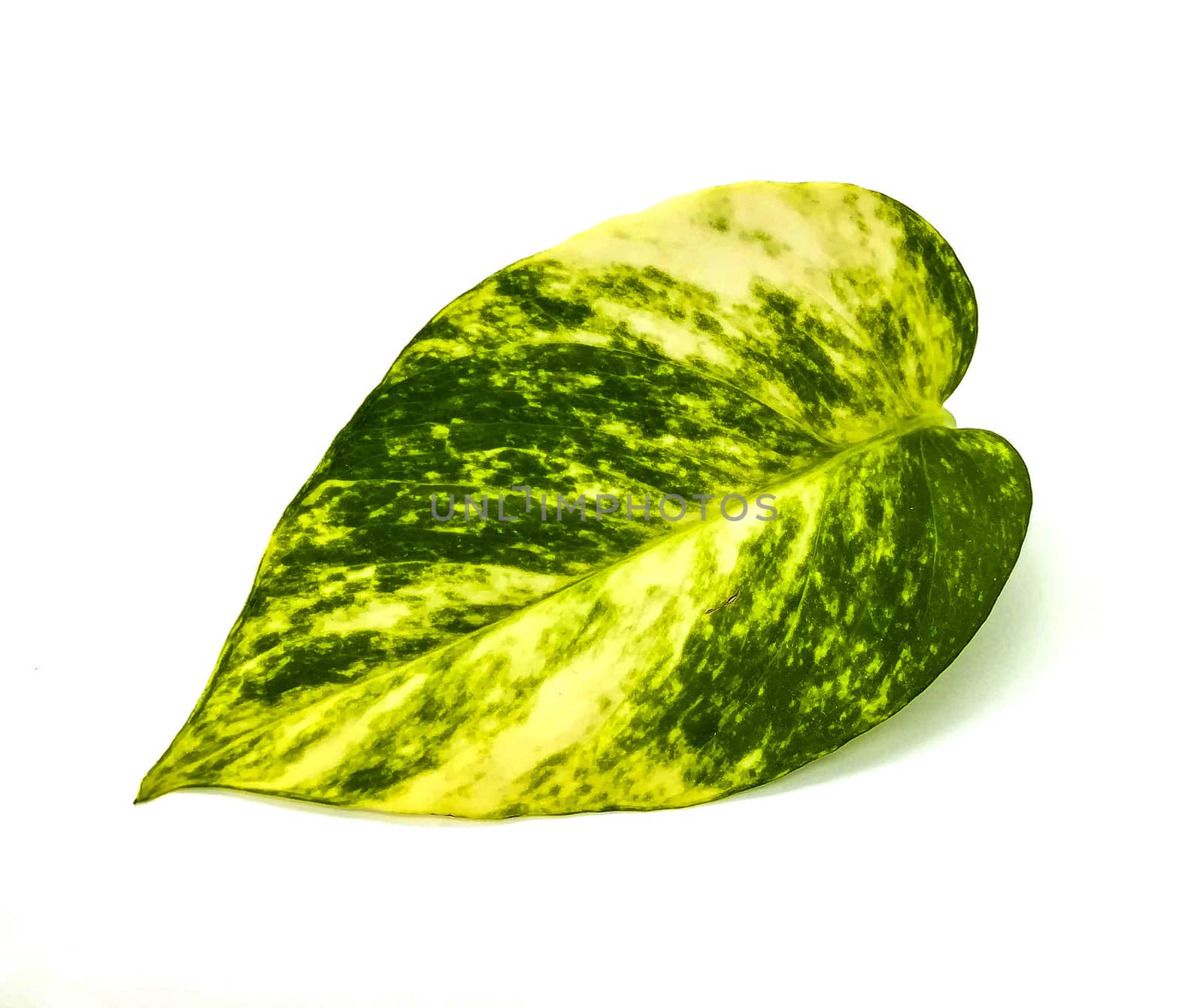 Pretty leaf with green and yellow tones on white background