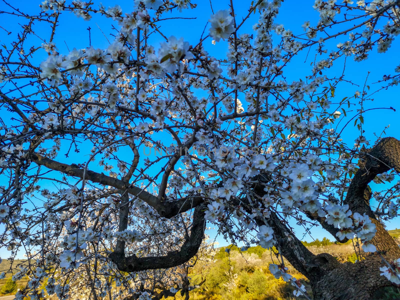 Almond tree in full bloom with the arrival of spring