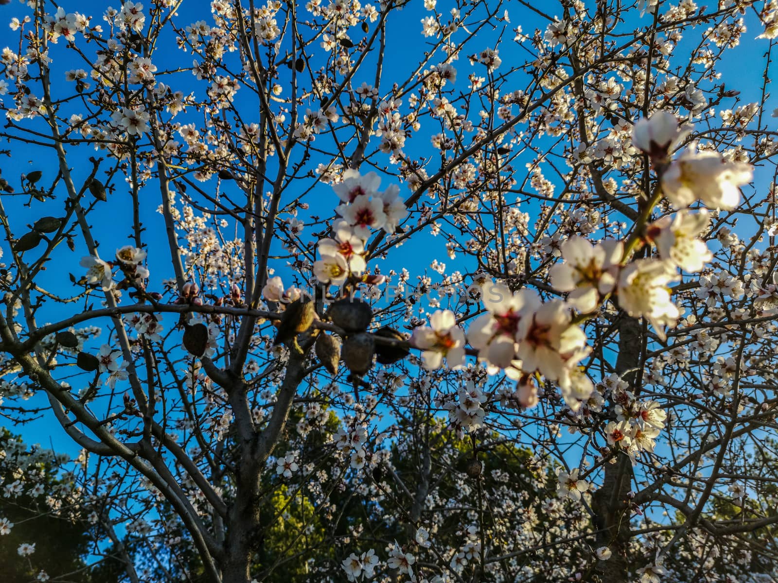 Almond tree in full bloom with the arrival of spring