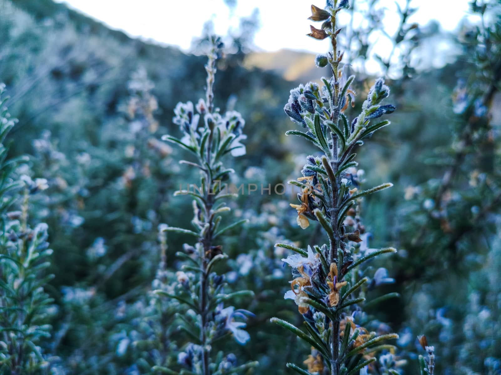 Mountain plants with hoarfrost of frozen dew water