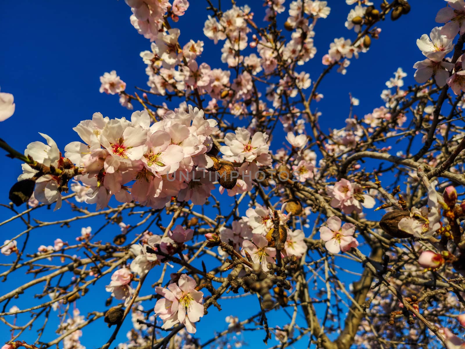 Almond tree in full bloom with the arrival of spring