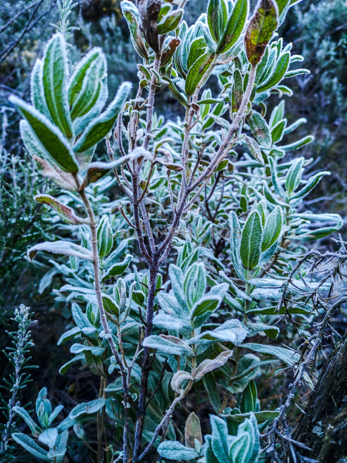 Mountain plants with hoarfrost of frozen dew water