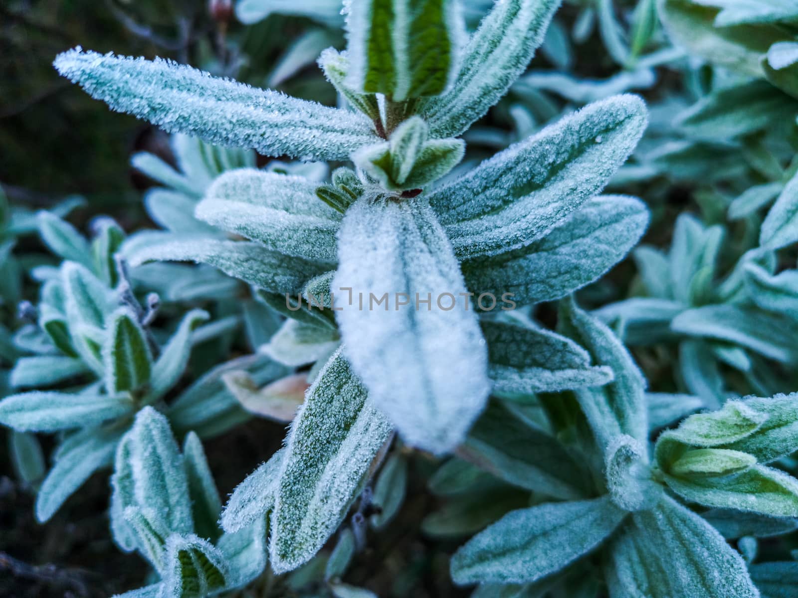 Mountain plants with hoarfrost of frozen dew water