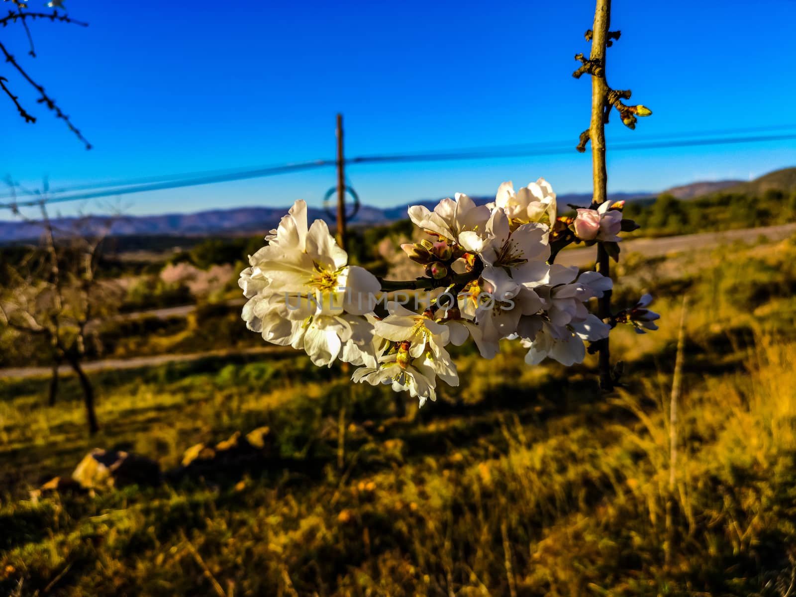 Almond tree in full bloom with the arrival of spring