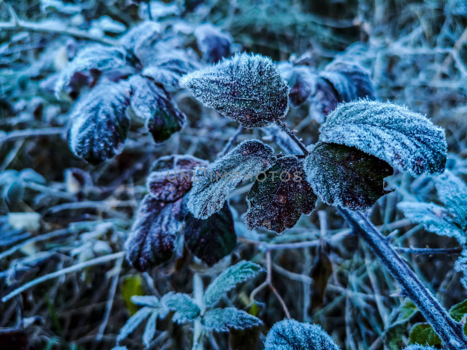 Mountain plants with hoarfrost of frozen dew water