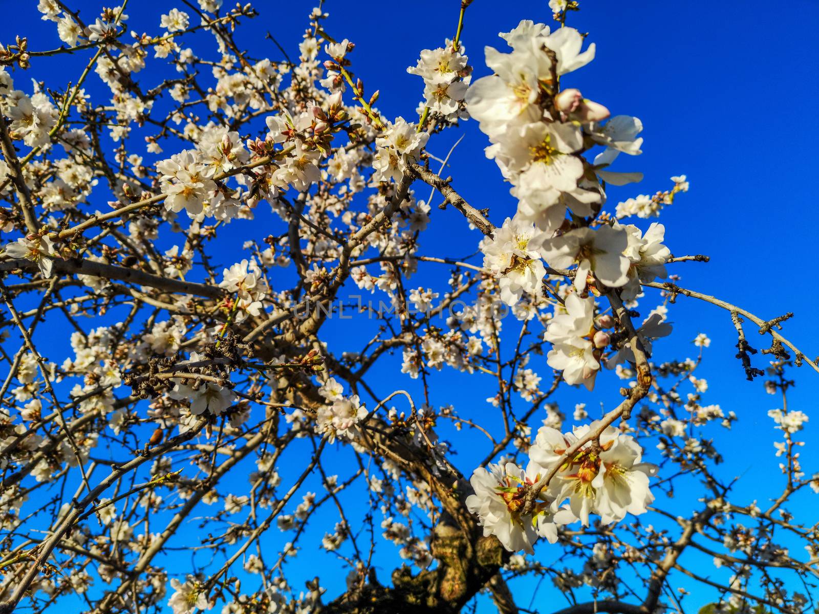 Almond tree in full bloom with the arrival of spring