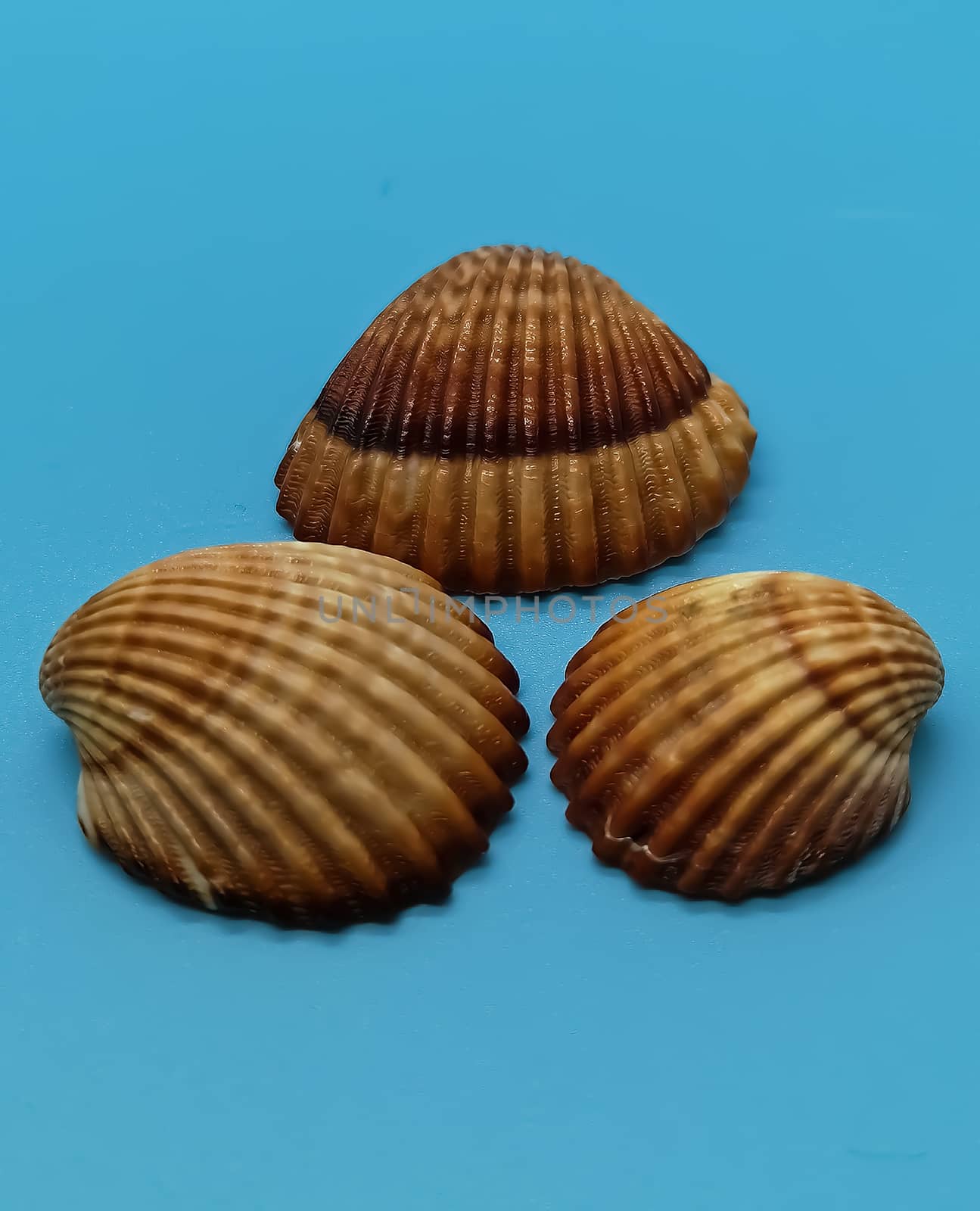 Brown and white seashells in composition on blue background