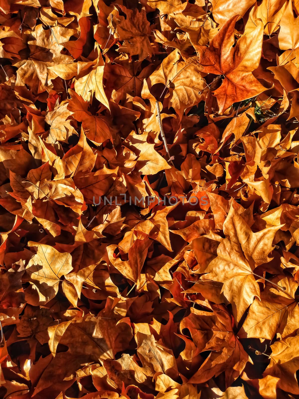 Dry autumn leaves in brown tones