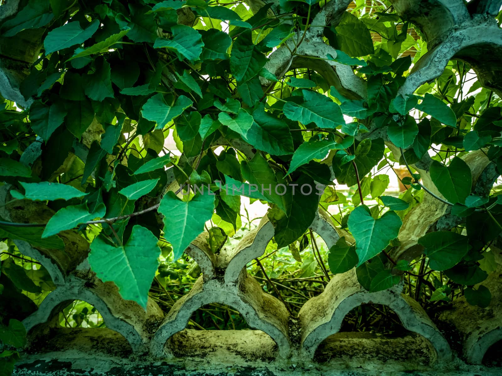 Background of green leaves covering the structure of a fence