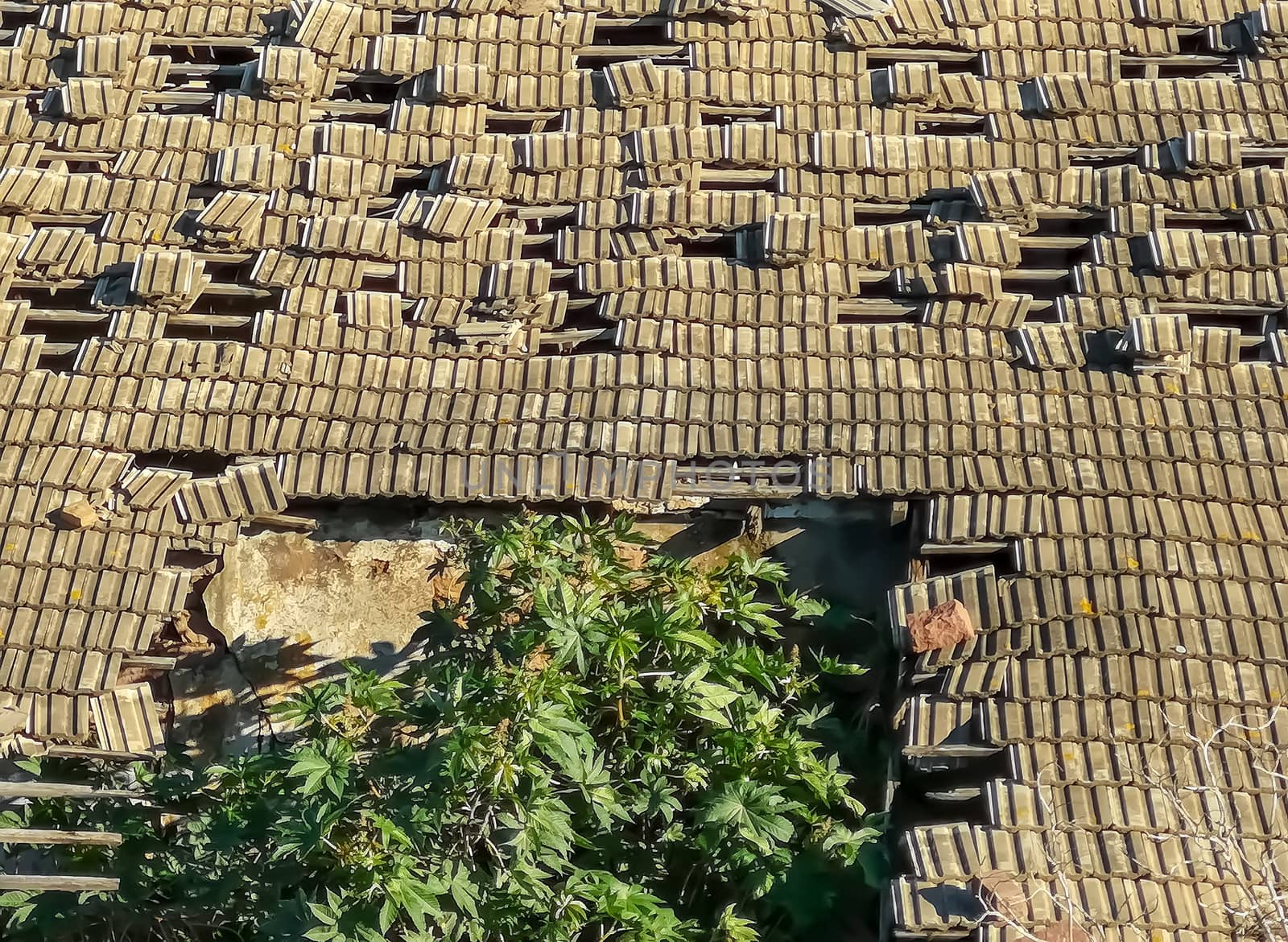 Roof of a gray tiles collapsing with a tree emerging