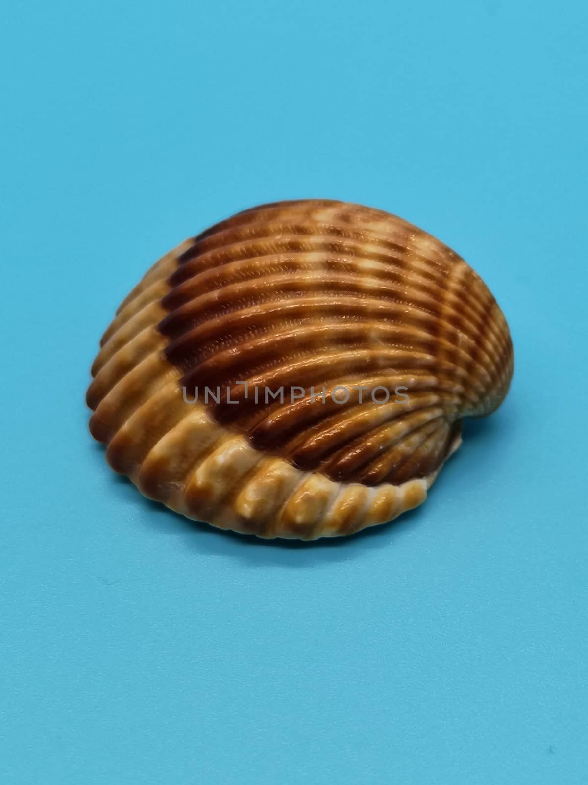 Brown and white seashells on blue background