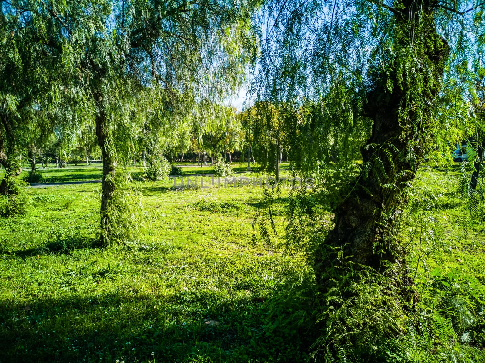 View of very green trees and grass in a large park of Puerto de Sagunto