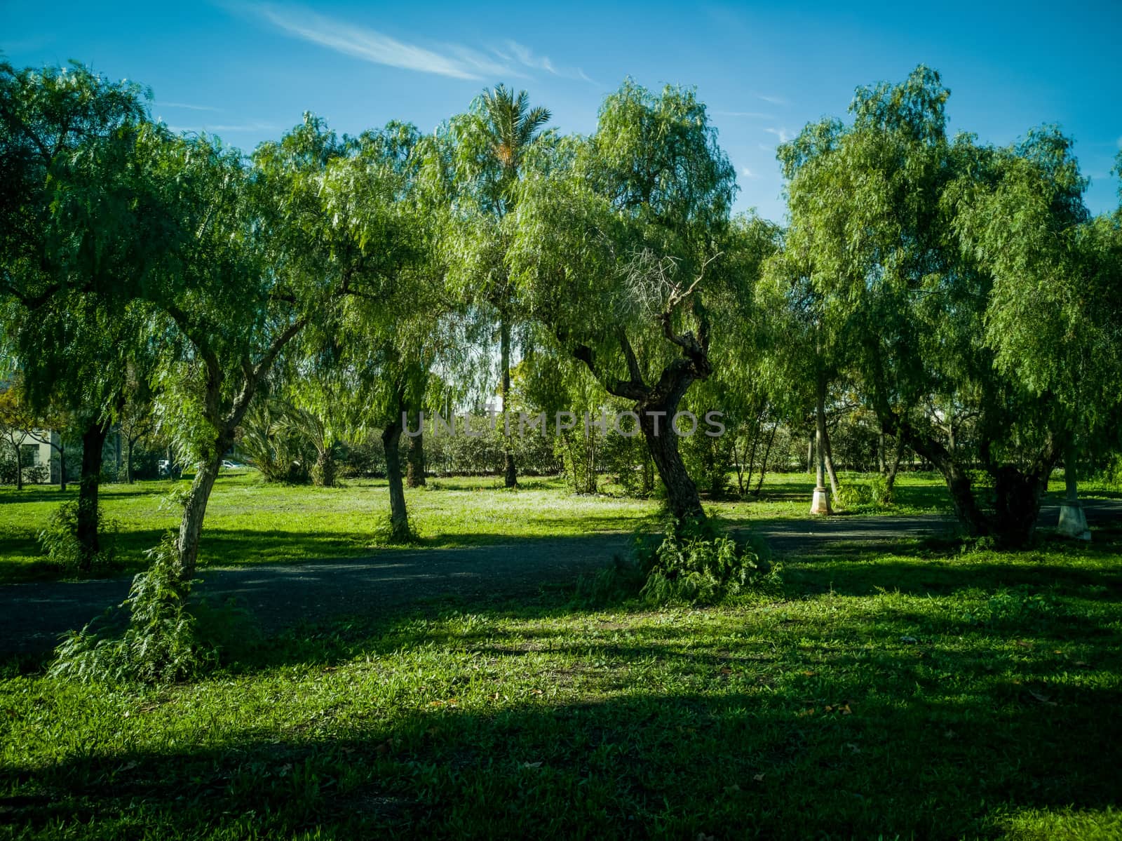 View of very green trees and grass in a large park of Puerto de Sagunto