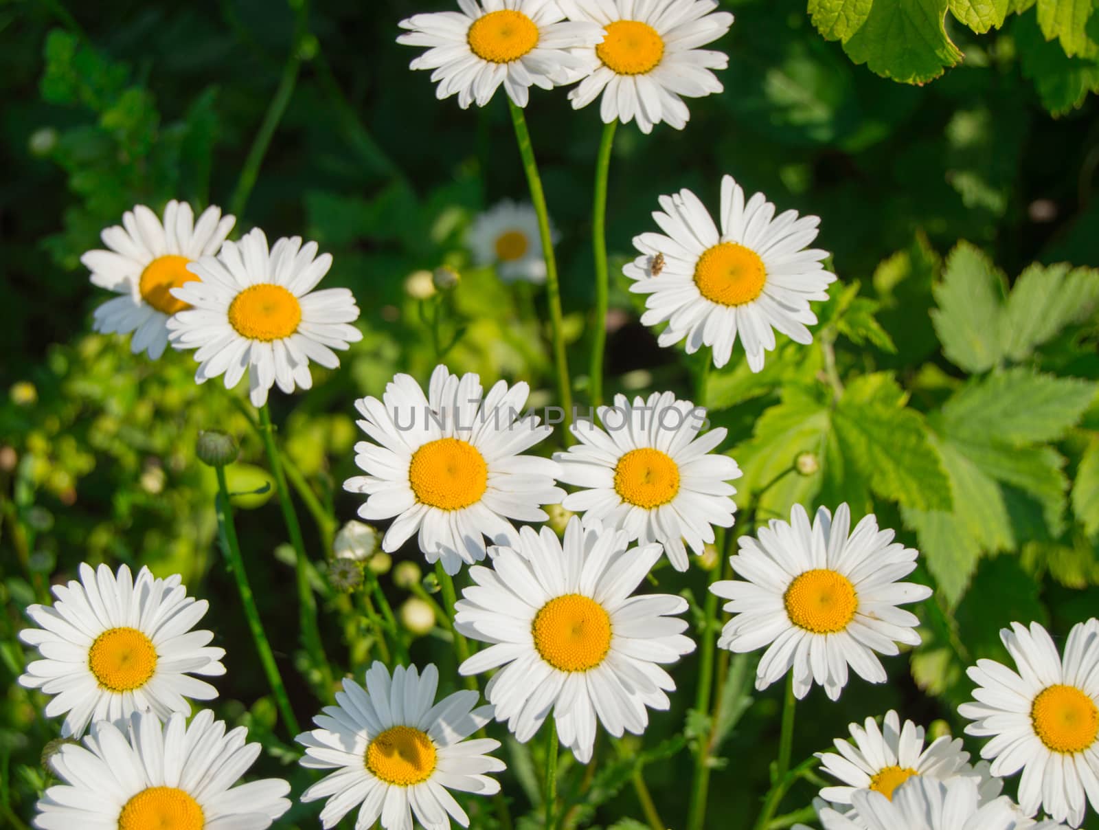 Chamomile flowers on a field, a meadow in summer Park.