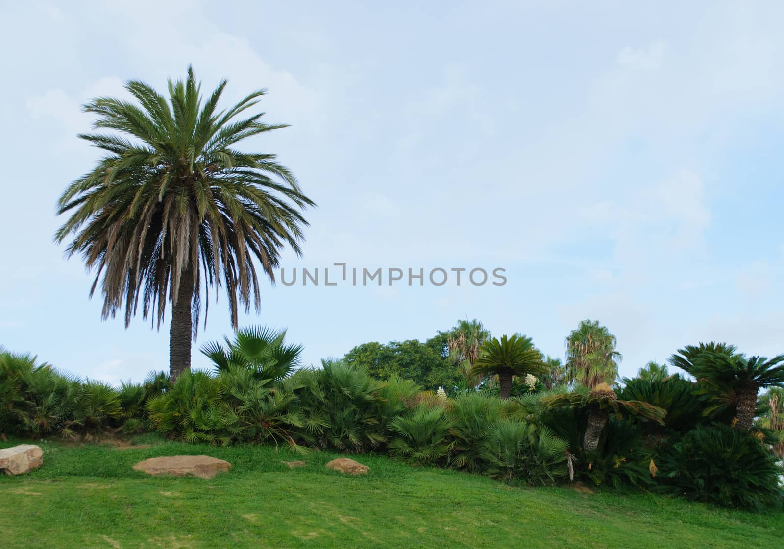 Palma - lonely tree on a beautiful lawn in the Park by claire_lucia