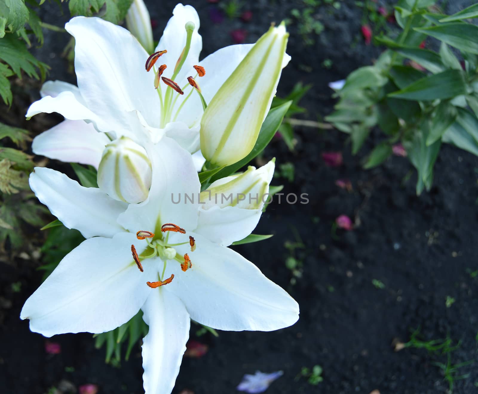 Beautiful white Royal lilies bloom in the garden summer background.
