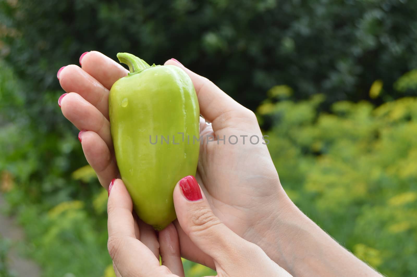 Beautiful female hands holding green pepper, on a grass background in garden by claire_lucia