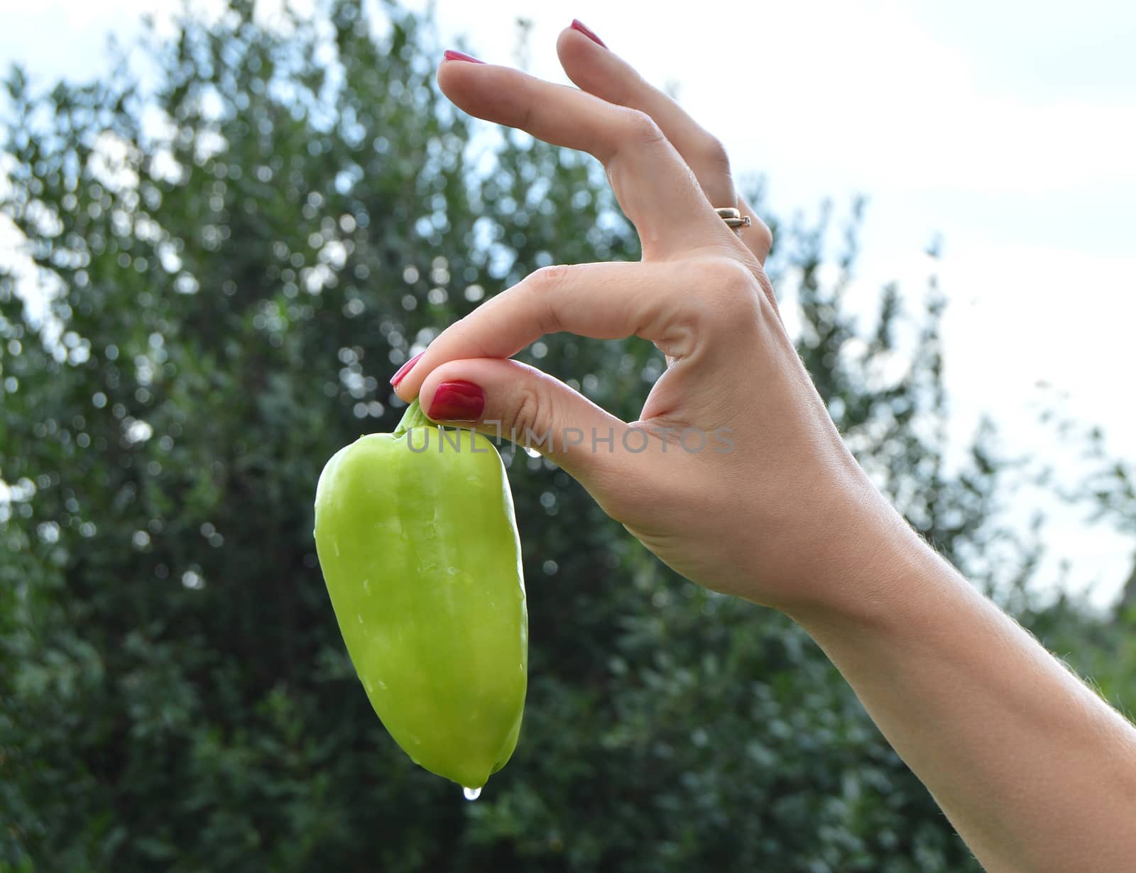 Beautiful female hands holding green pepper, on a grass background in garden.