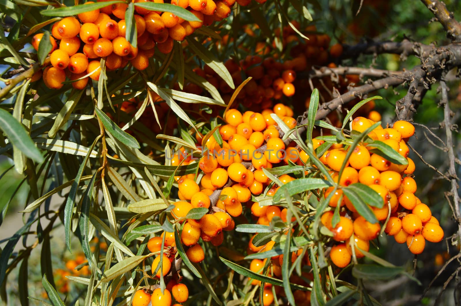 Branch of ripe orange sea-buckthorn berries, the concept of healthy food.