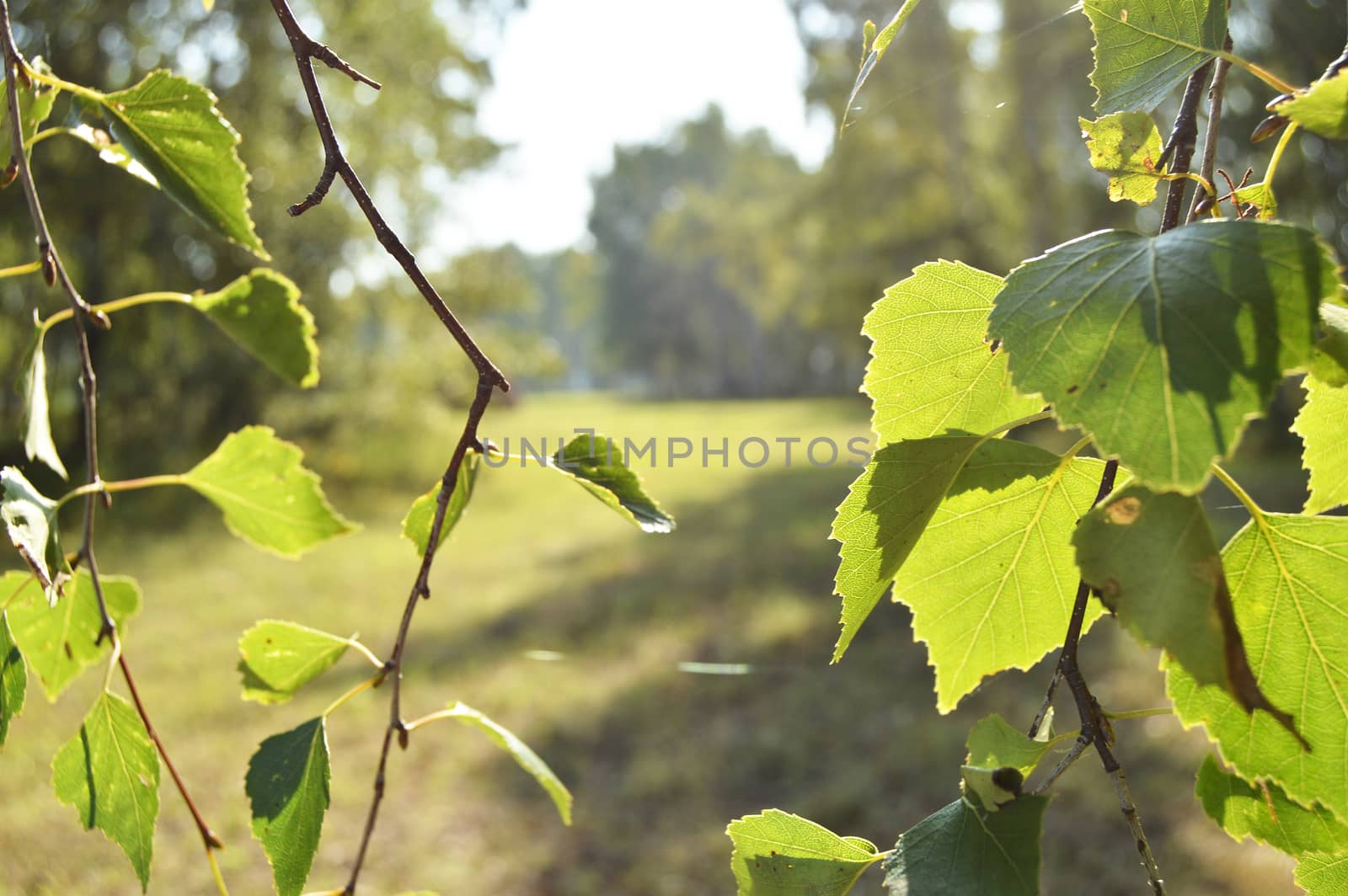 Green birch leaves on the branch in the foreground in summer Sunny day.