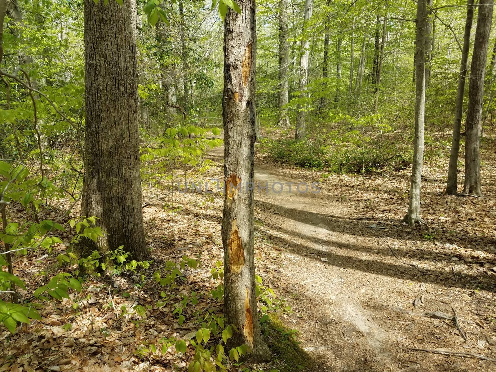 damaged tree trunk and bark with trail in forest or woods