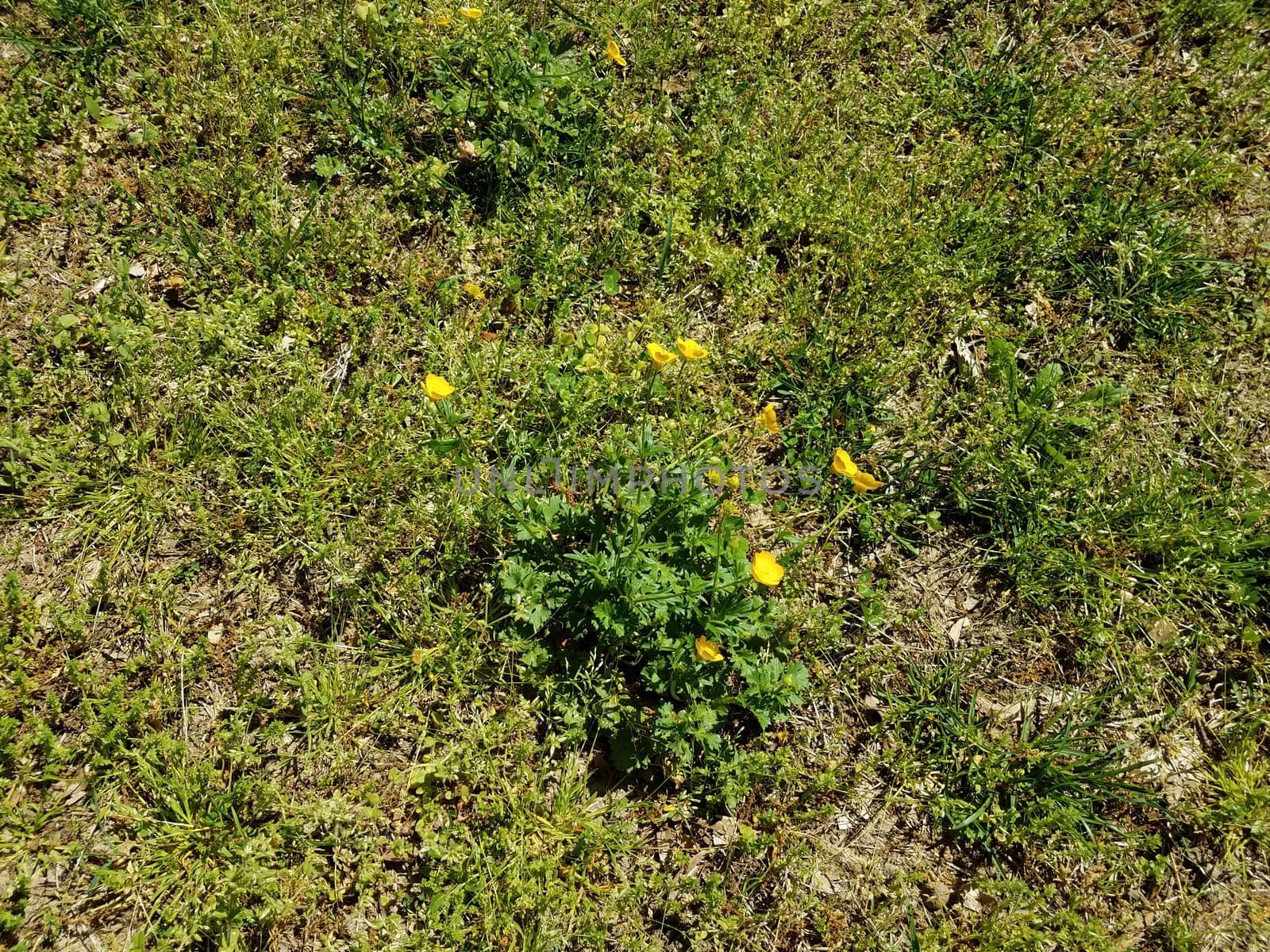 green weed with yellow flowers and green grass or lawn