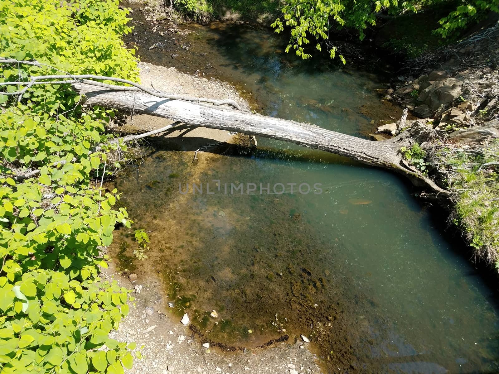 creek or stream with tree and black tadpoles on shore by stockphotofan1