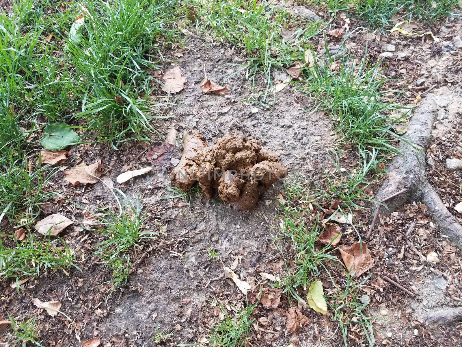 brown animal feces or dung or poop and dirt by stockphotofan1