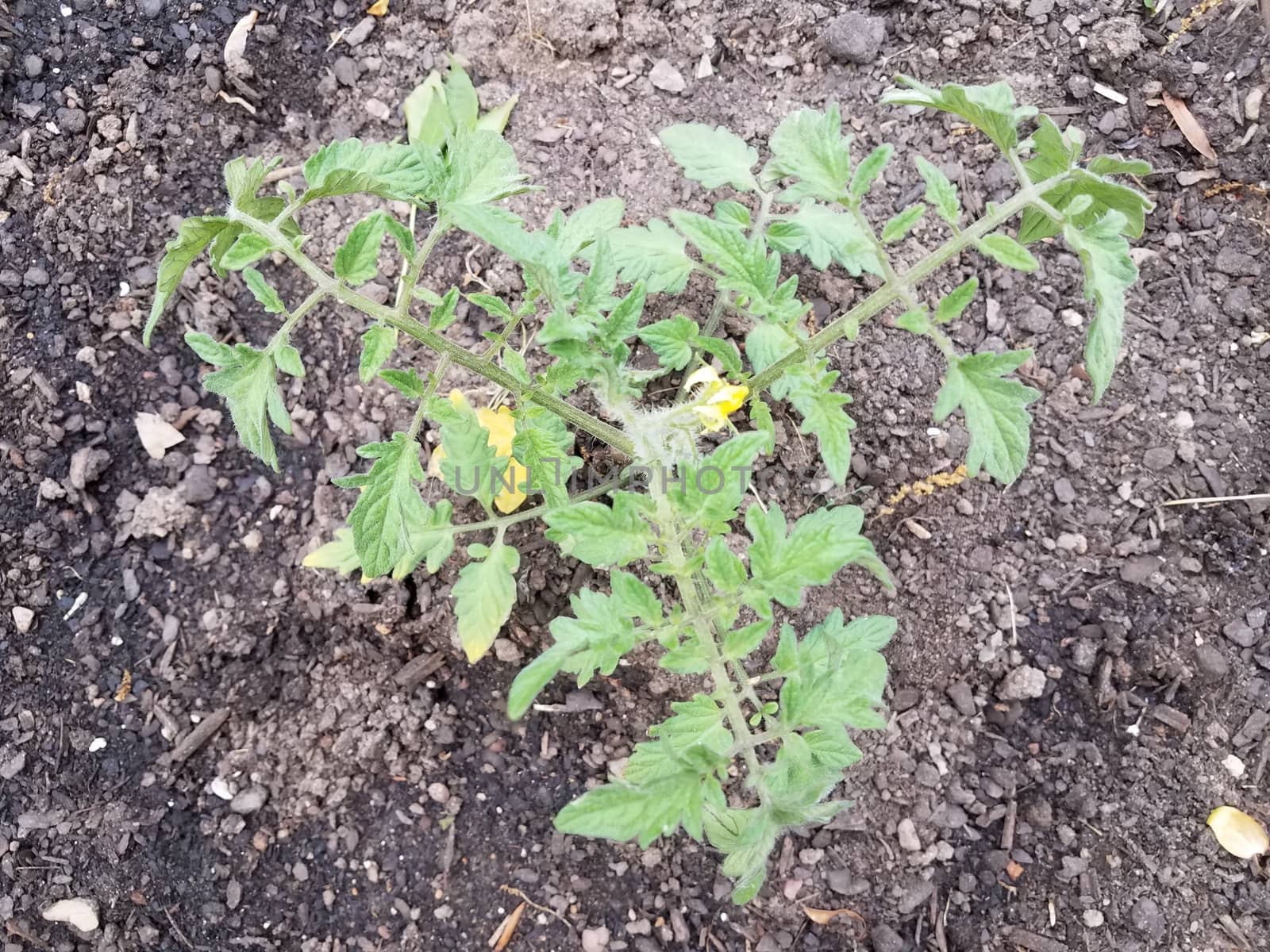 green and yellow tomato plant in brown soil in garden by stockphotofan1