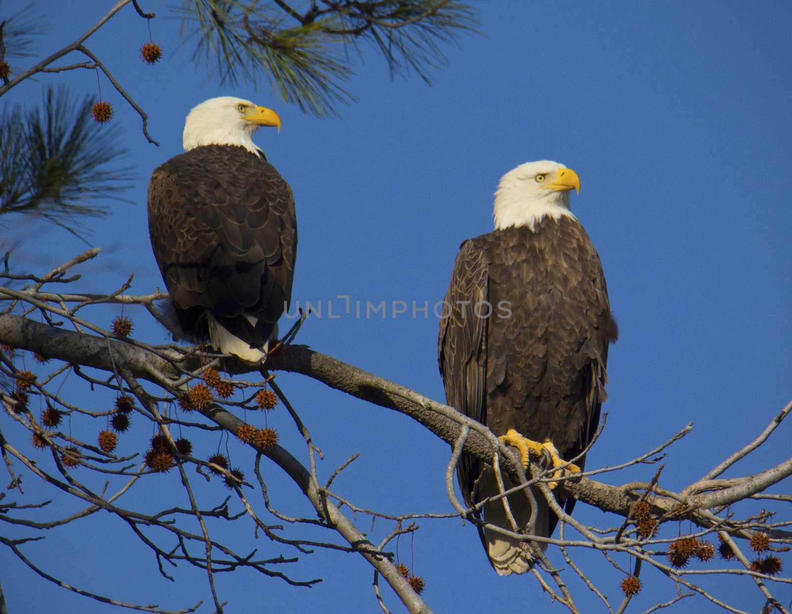 Bald eagle pair perches in sweet gum tree at Blackwater National Wildlife Refuge, Church Creek, Maryland.
