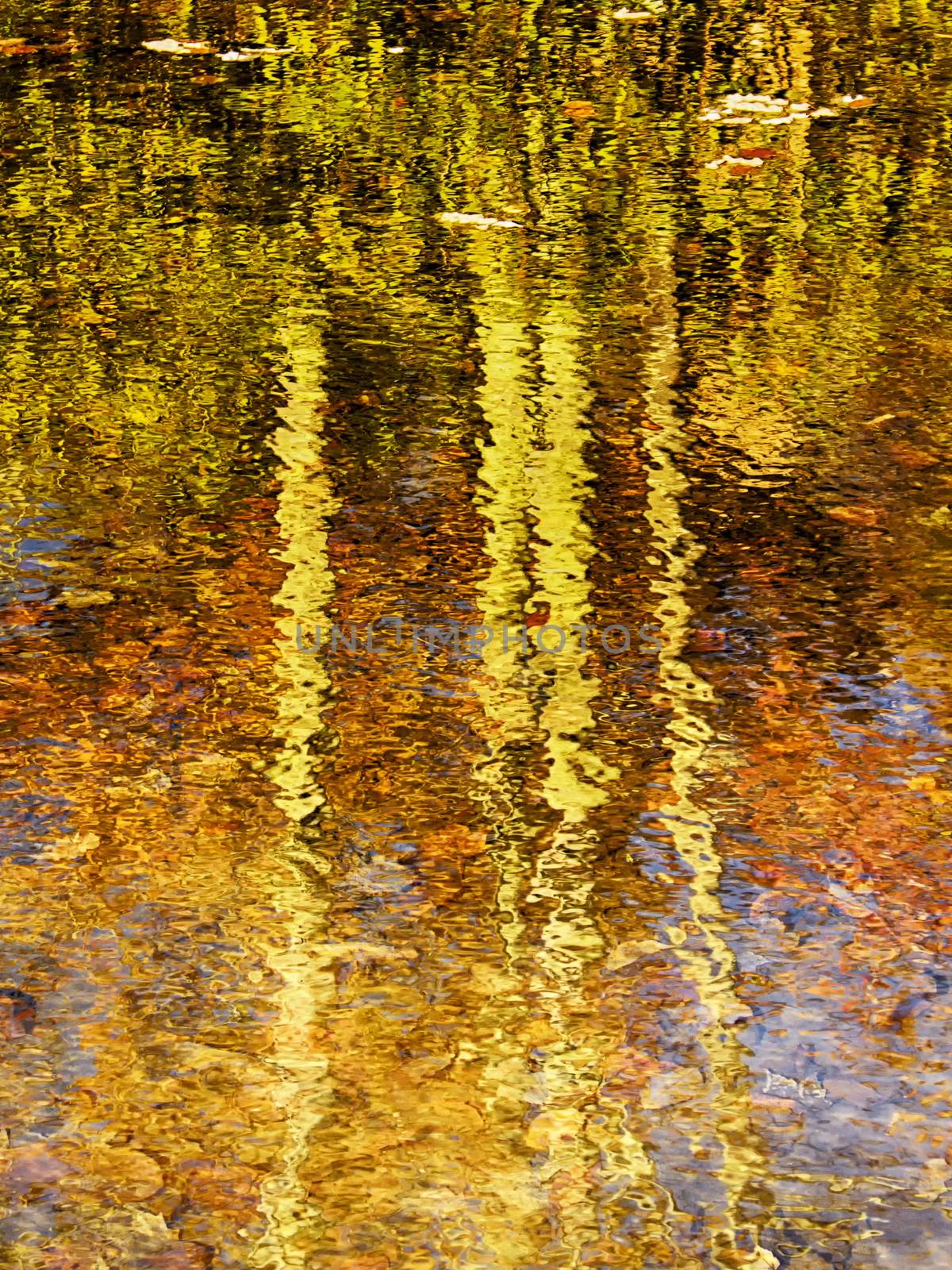 Reflection of Fall Trees by CharlieFloyd