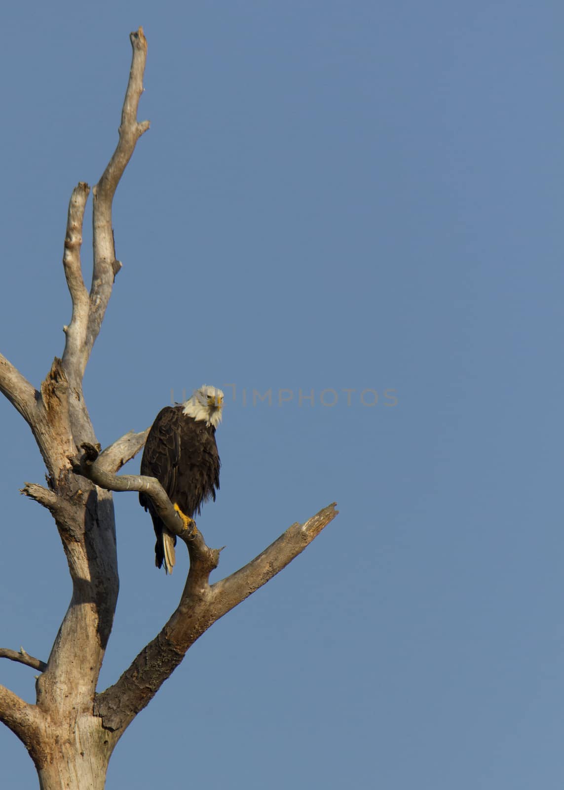 Lone adult bald eagle perched in dead tree facing the sunrise.