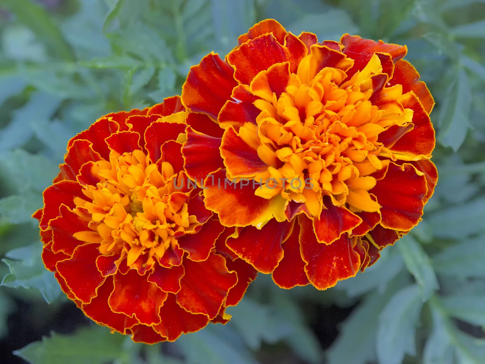 Two orange marigold blooms in closeup