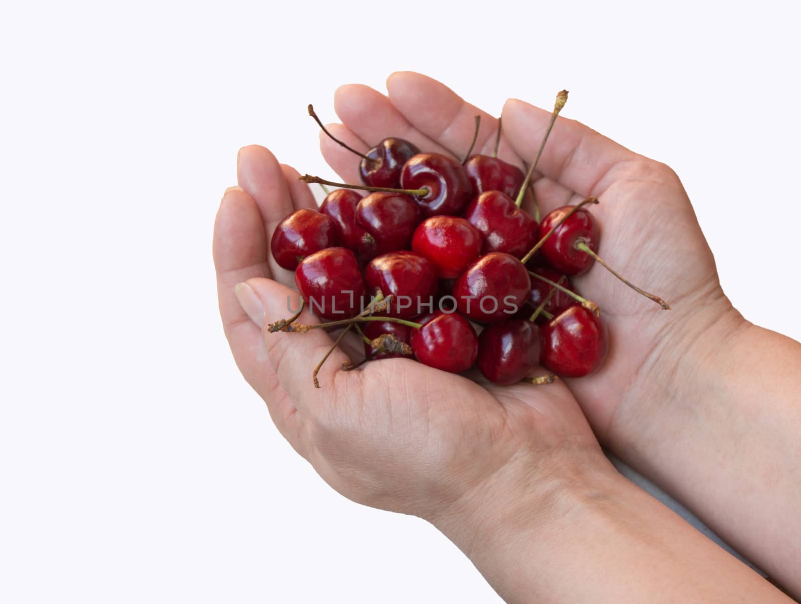 sweet cherry in female hands isolated on white background.