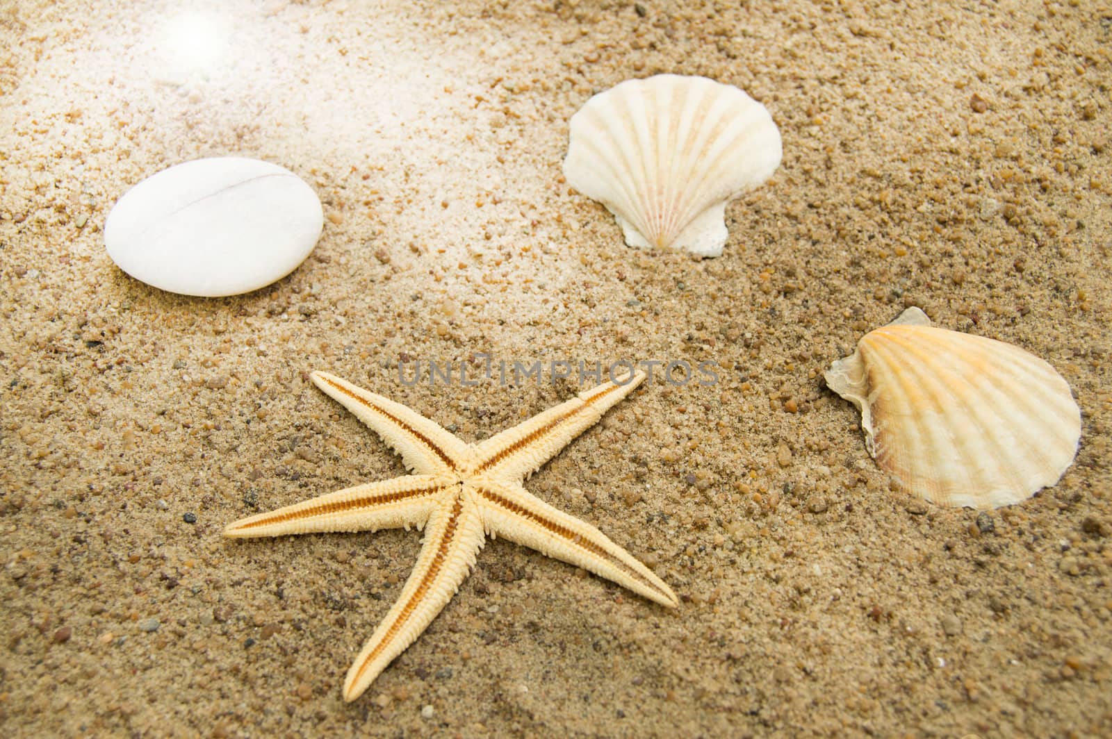 Concept of a beach holiday and travelling. Starfish, shells on the sandy beach.