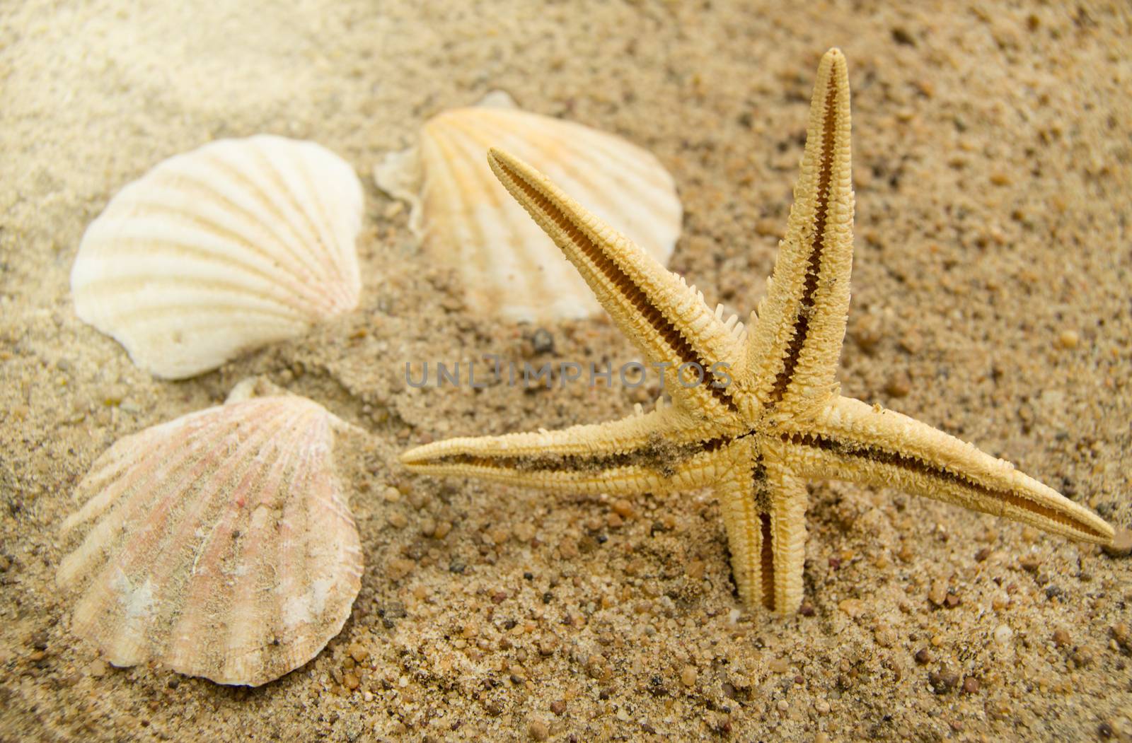 Concept of a beach holiday and travelling. Starfish, shells on the sandy beach.