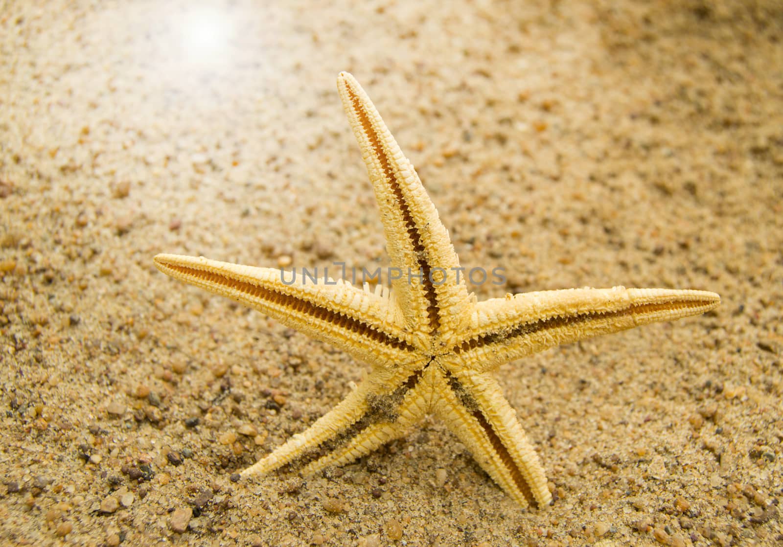 concept of beach vacations and travel. Starfish on sandy beach by claire_lucia