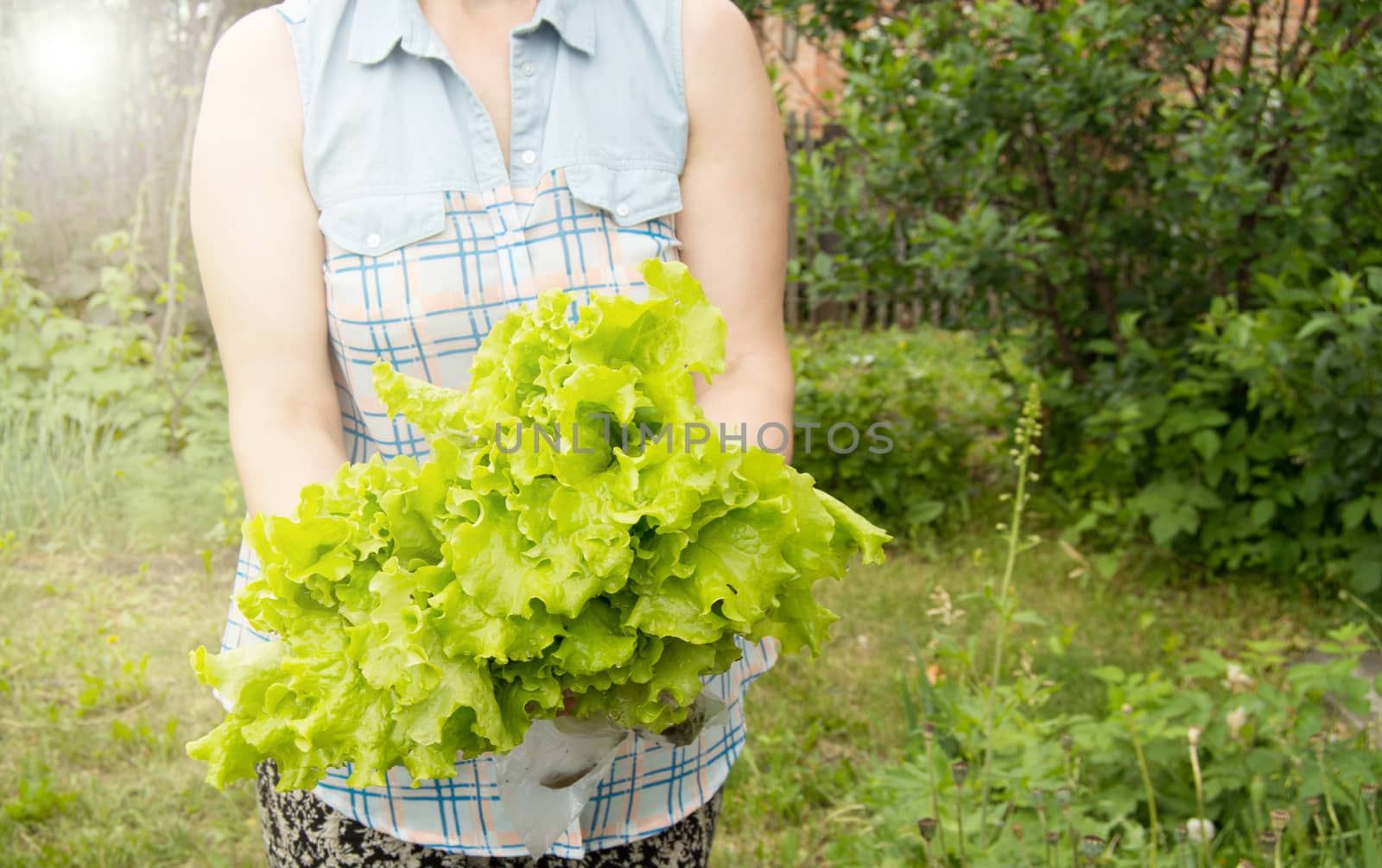 woman holding fresh lettuce leaves, standing in the vegetable garden by claire_lucia