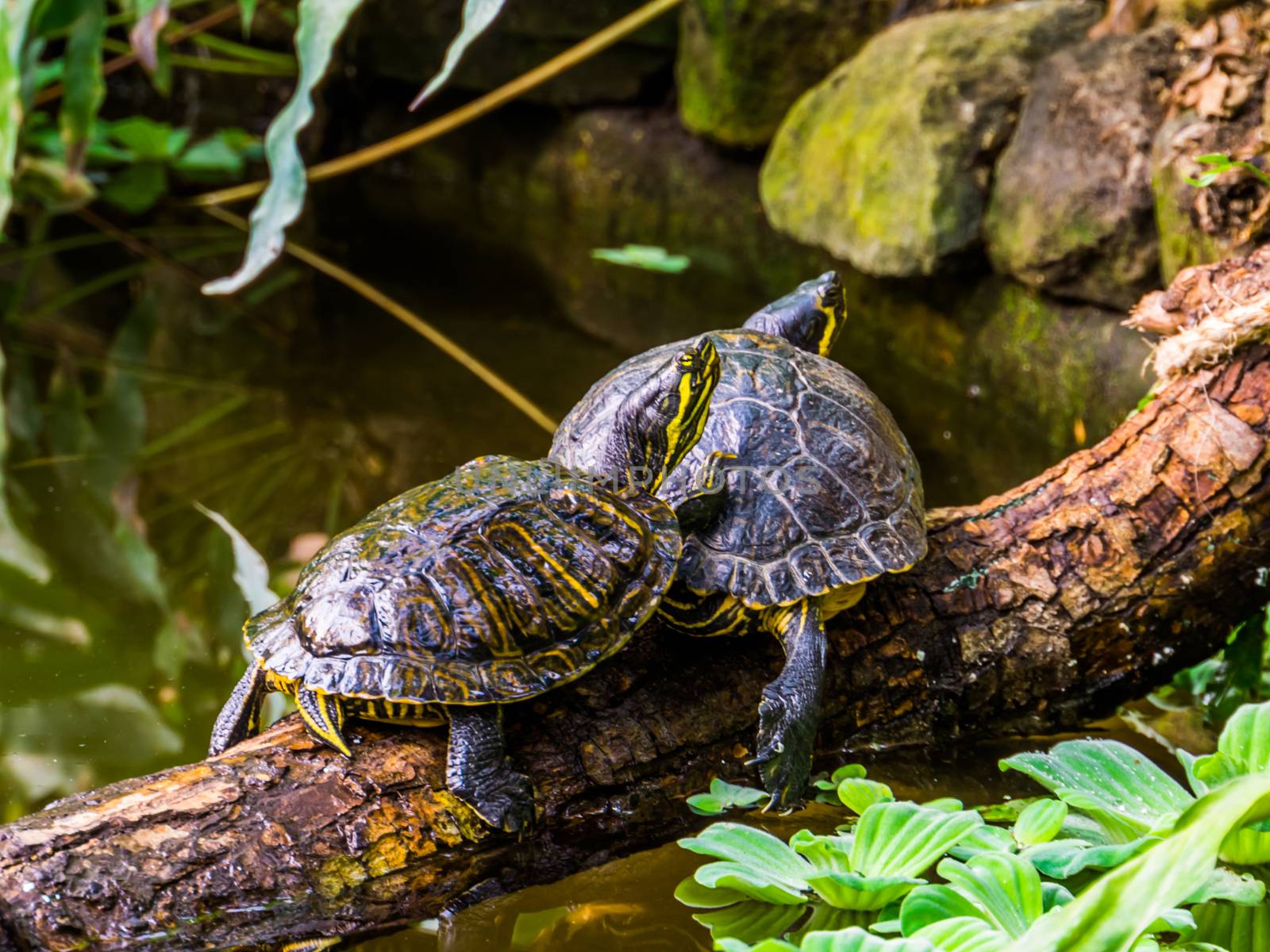 yellow bellied slider turtle couple at the water, popular tropical pets from America by charlottebleijenberg