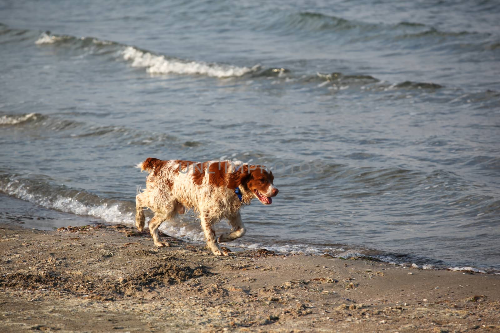 Beautiful Dog Walking On The Beach by nenovbrothers