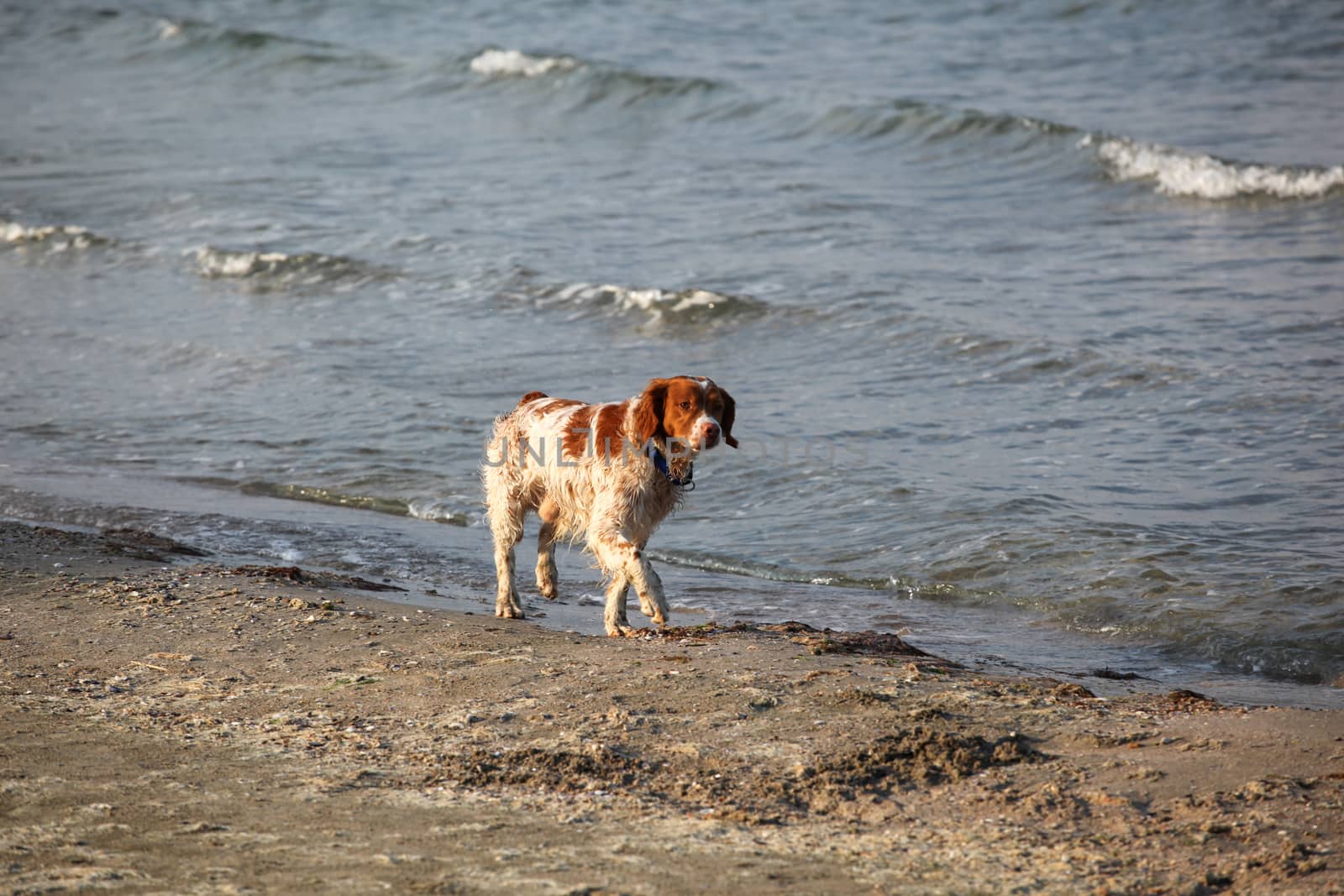 Beautiful Dog Walking On The Beach