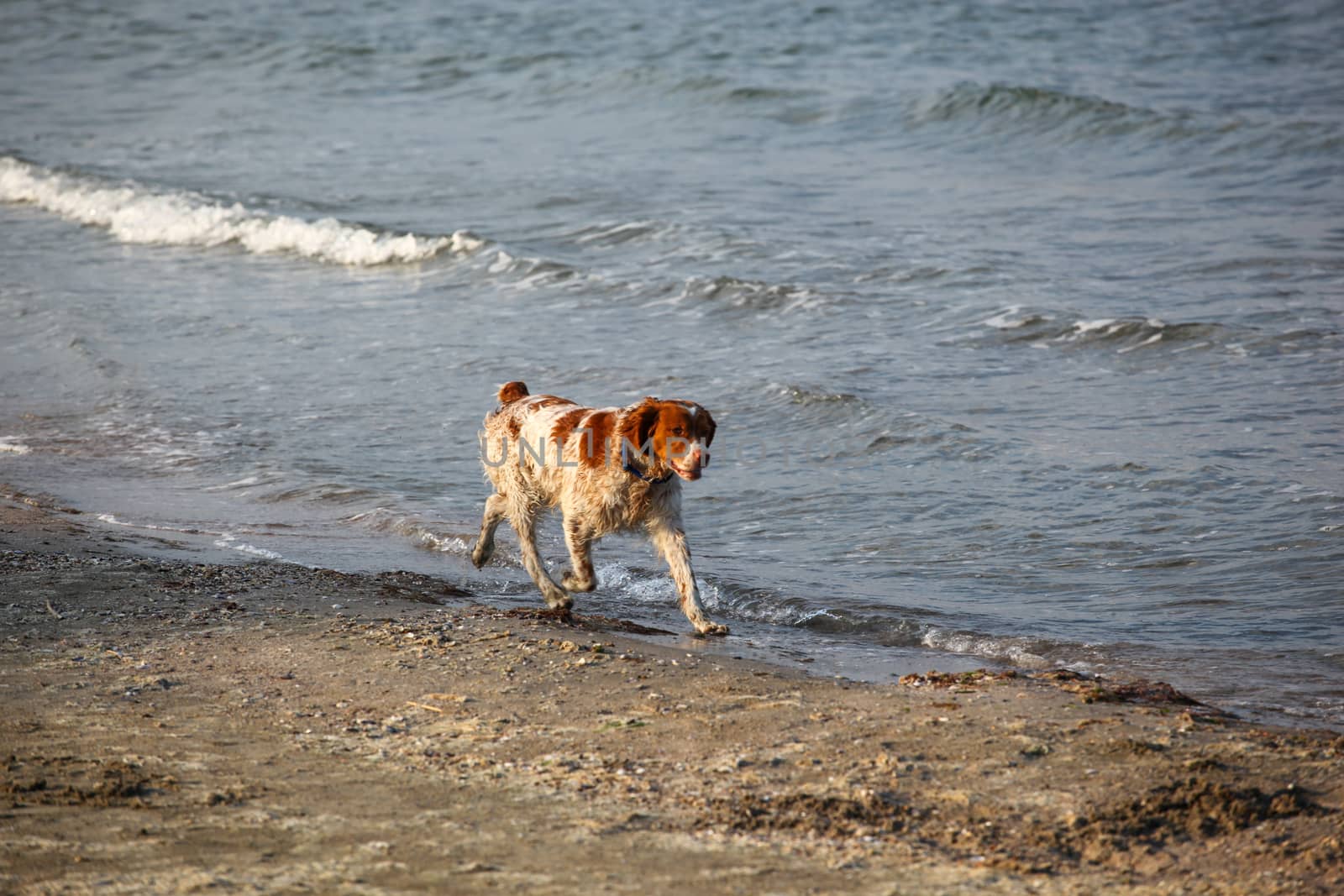 Beautiful Dog Walking On The Beach by nenovbrothers