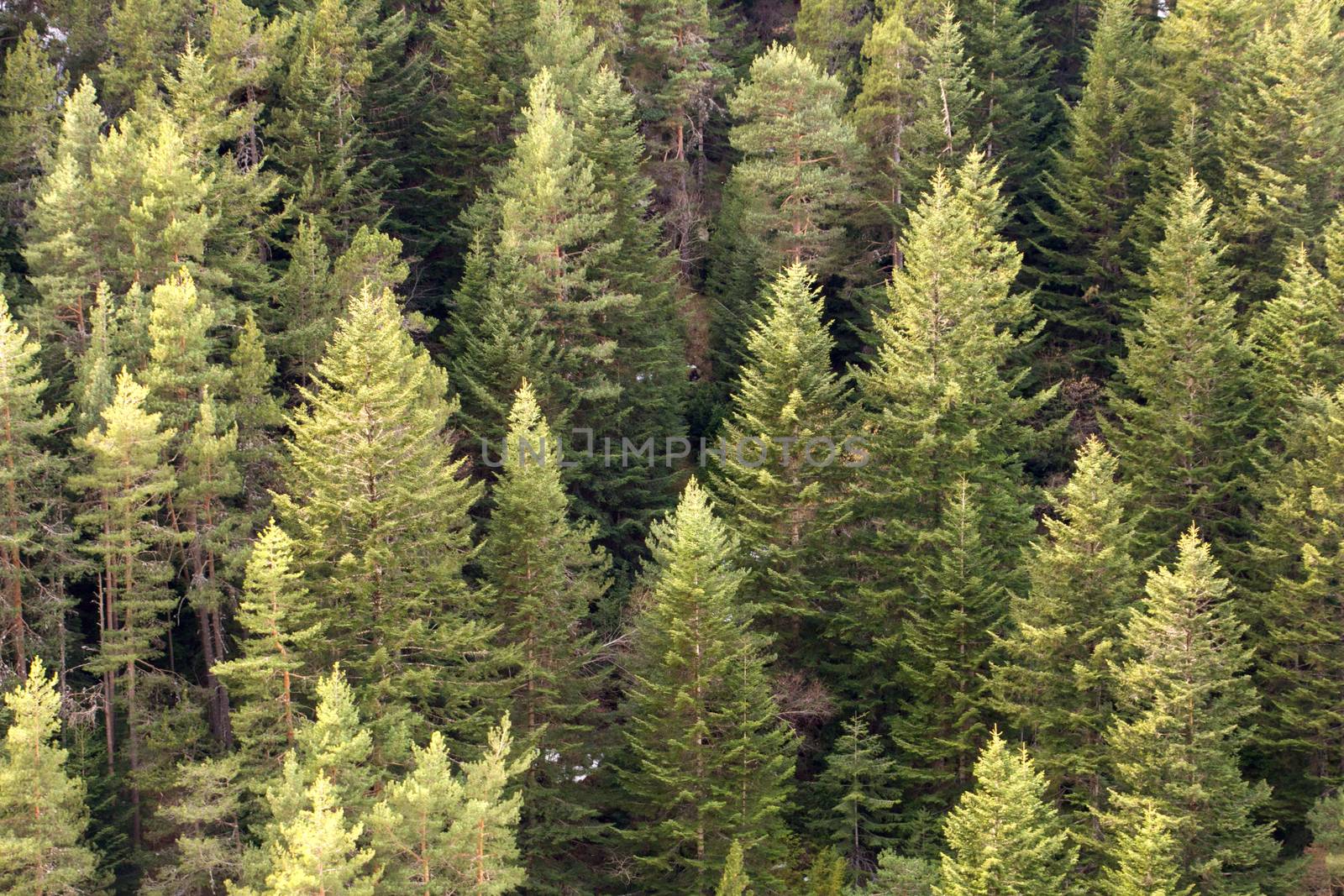 pine tree forest background by Joanastockfoto