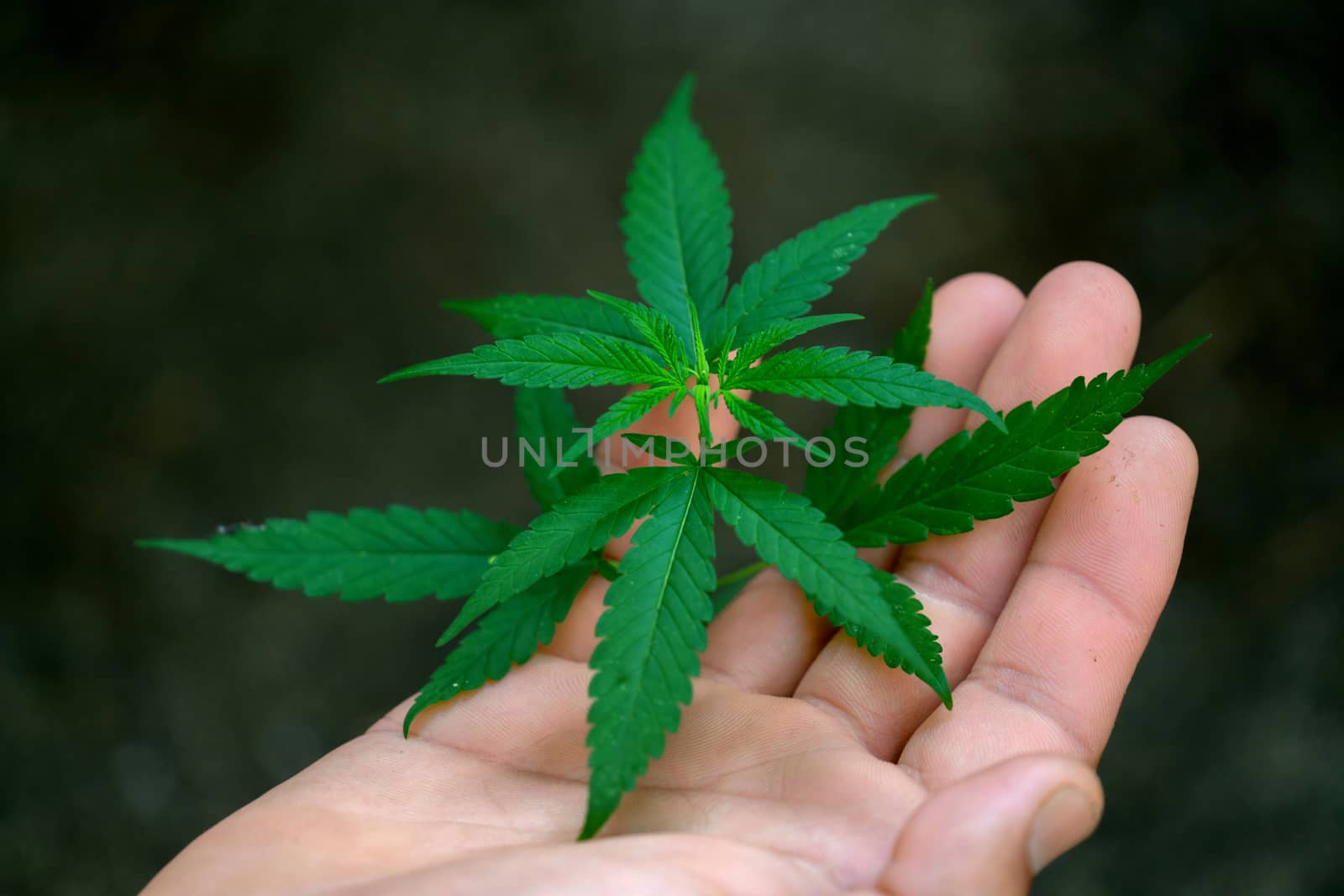 Hand holding marijuana leafs  ( Cannabis sativa indica )