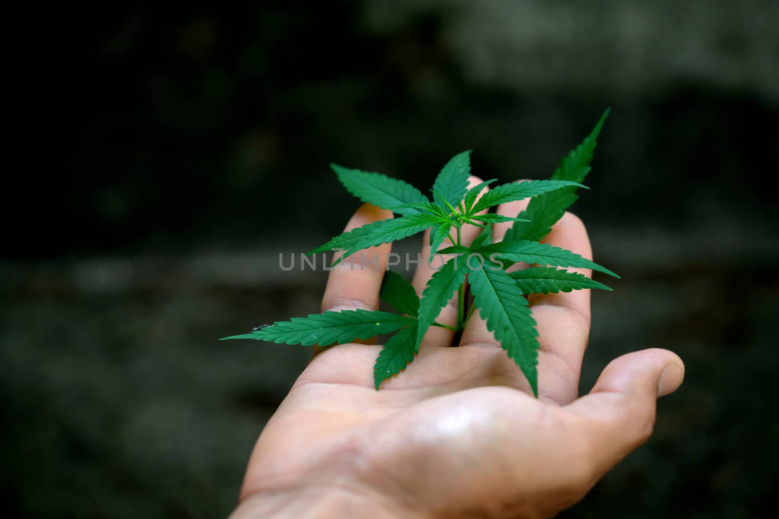 Hand holding marijuana leafs  by anankkml