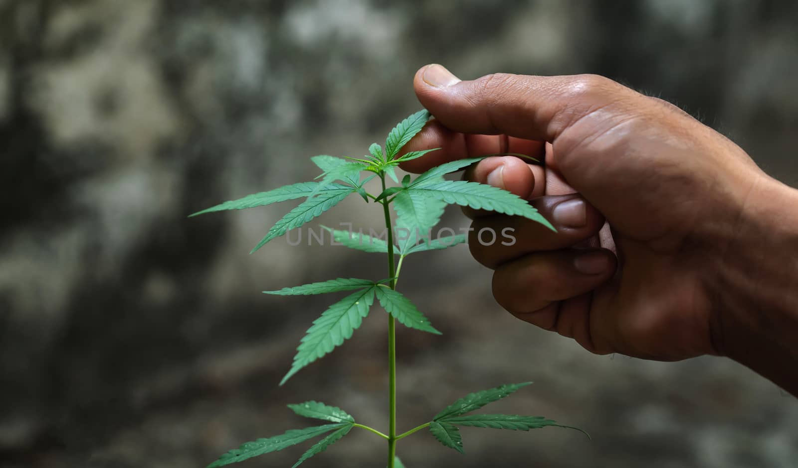 Hand holding marijuana leafs  ( Cannabis sativa indica )
