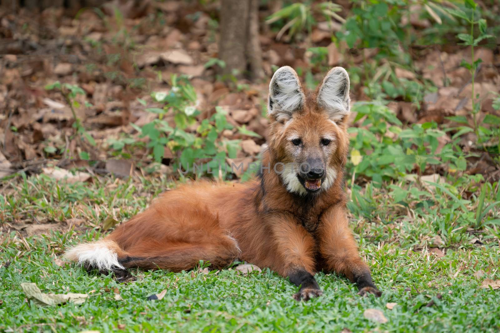 Maned wolf ( Chrysocyon brachyurus ) in zoo