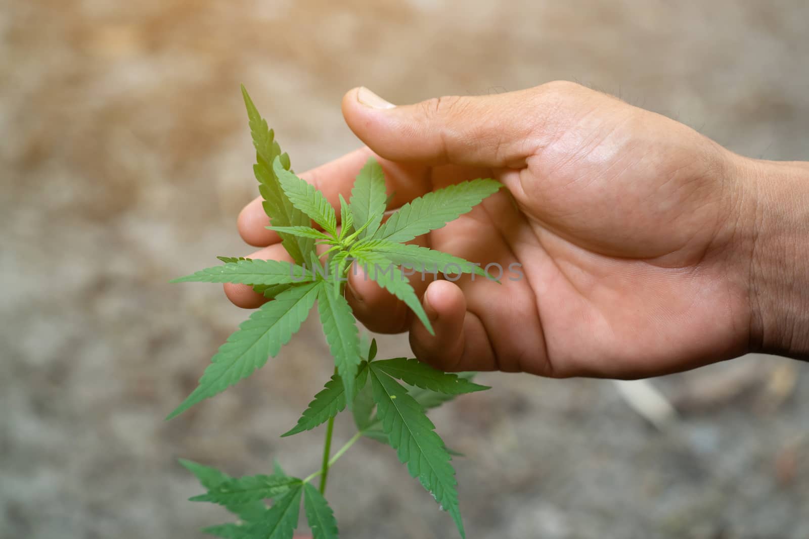 Hand holding marijuana leafs  ( Cannabis sativa indica )